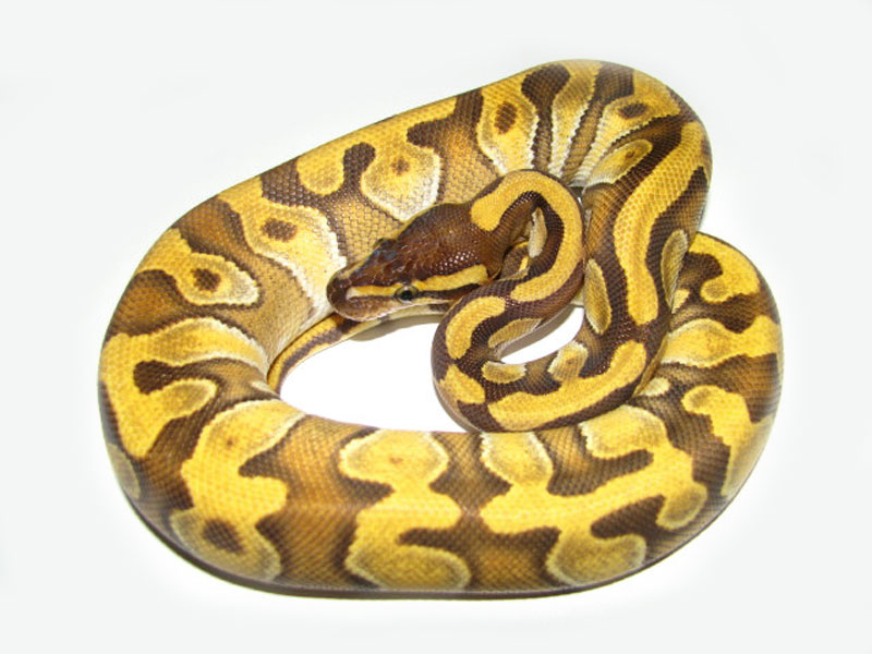 Enchi Mojave