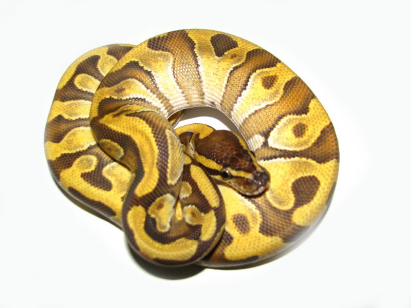 Enchi Mojave