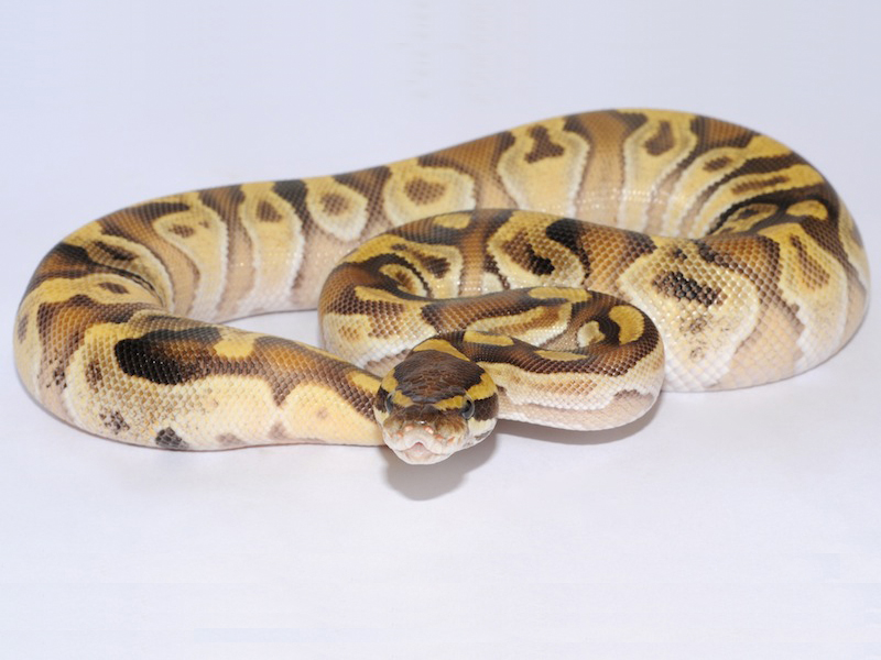 Enchi Mojave