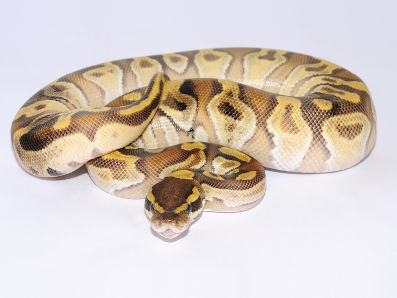 Enchi Mojave