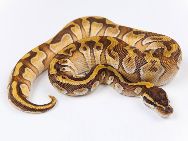 Enchi Mojave