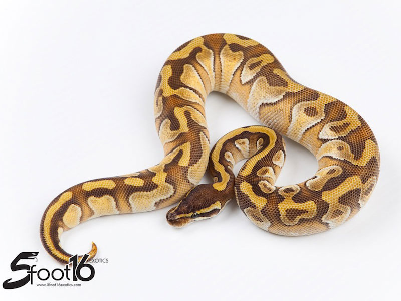 Enchi Mojave