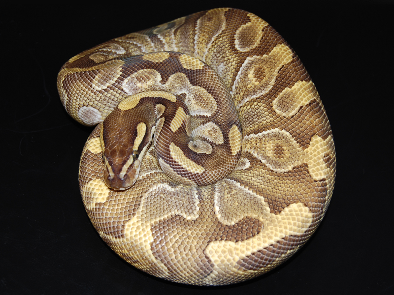 Enchi Mojave