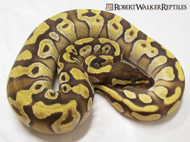 Enchi Mojave