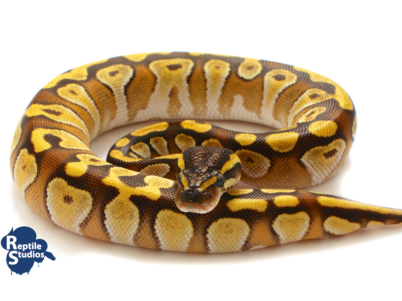 Enchi Mojave