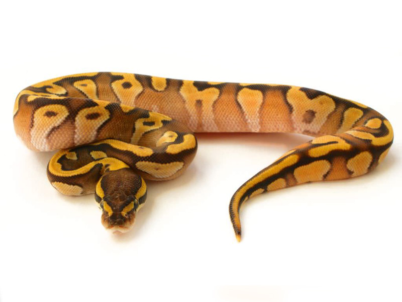 Enchi Mojave