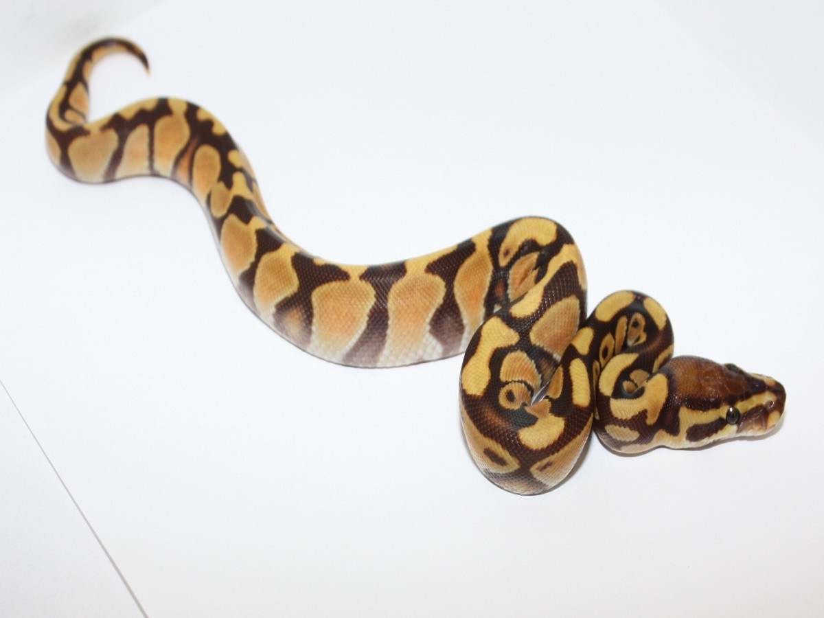 Enchi Monarch Yellow Belly