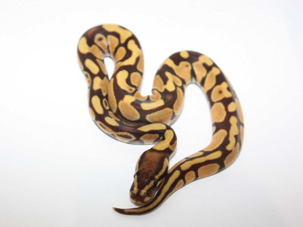 Enchi Monarch Yellow Belly