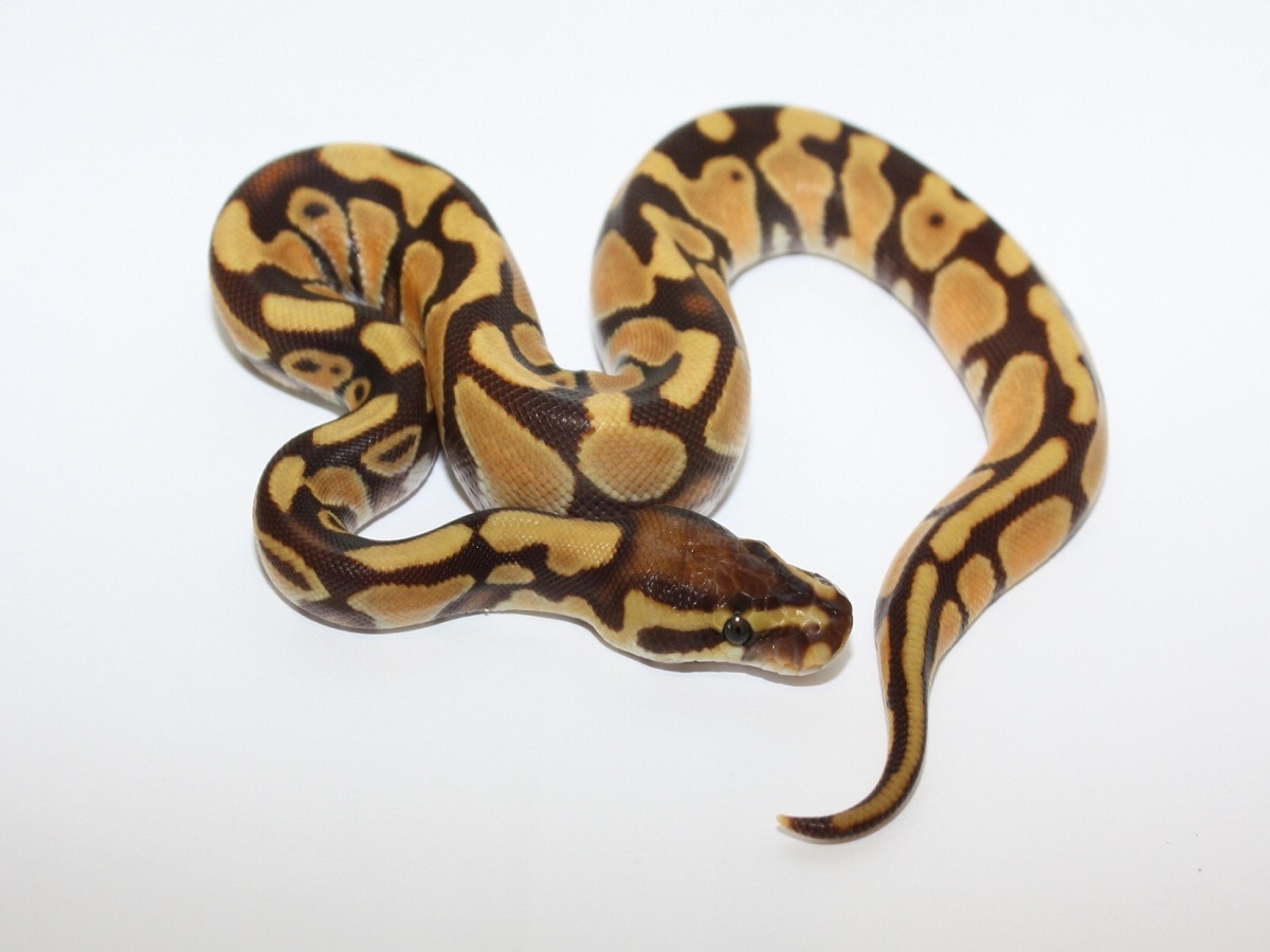 Enchi Monarch Yellow Belly