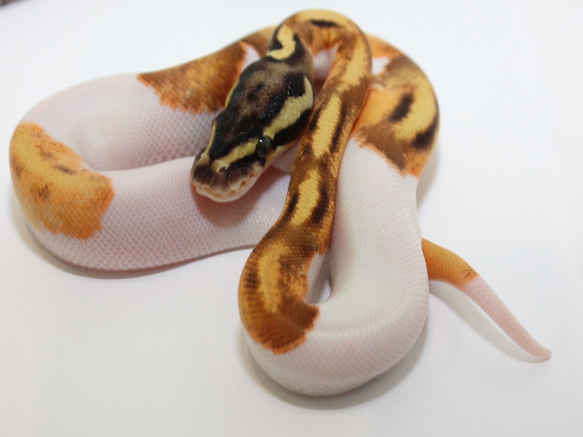 Enchi Orange Dream Pastel Piebald