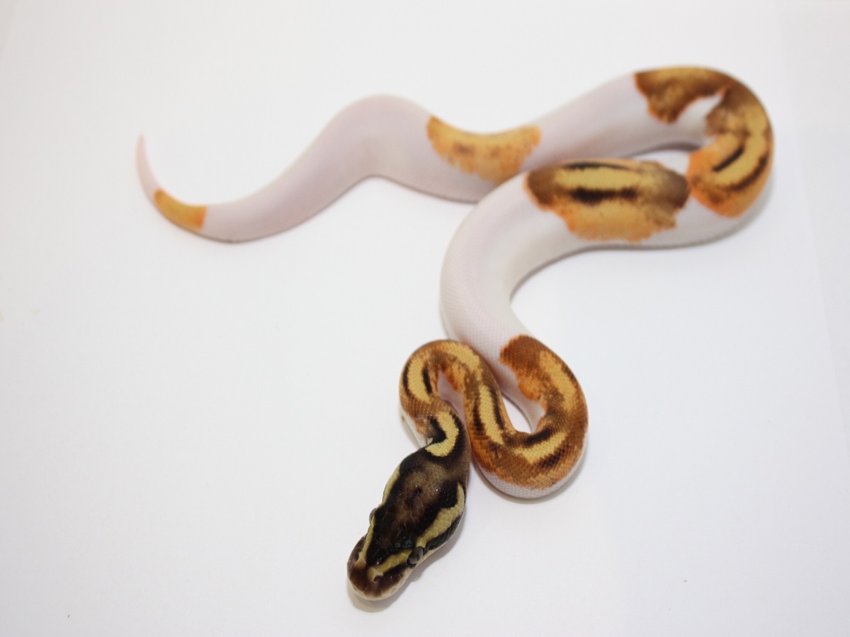 Enchi Orange Dream Pastel Piebald