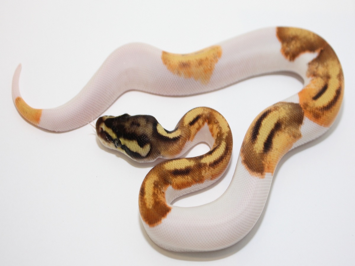 Enchi Orange Dream Pastel Piebald