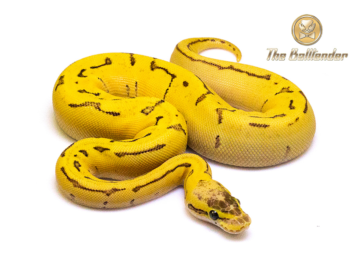 Enchi Orange Dream Pastel Pinstripe Yellow Belly