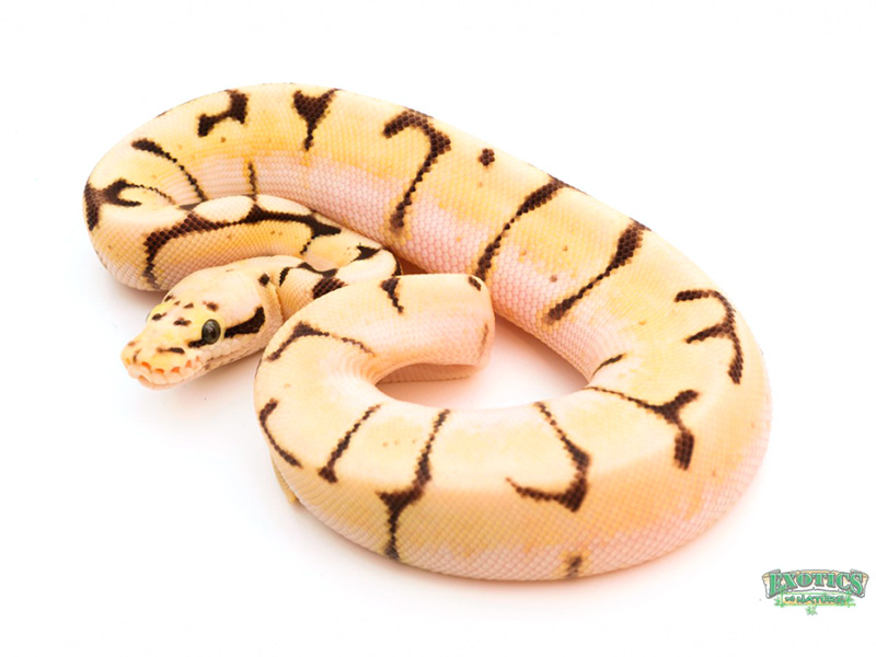 Enchi Orange Dream Pastel Spider