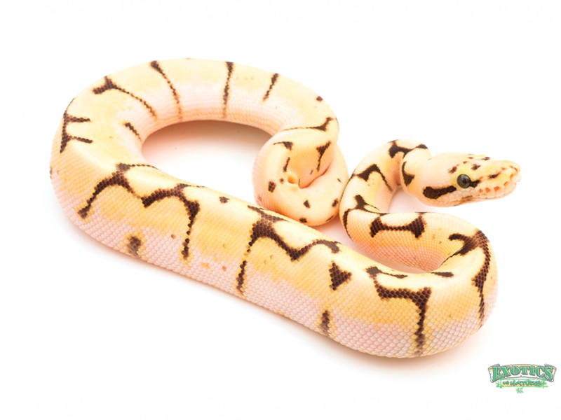 Enchi Orange Dream Pastel Spider