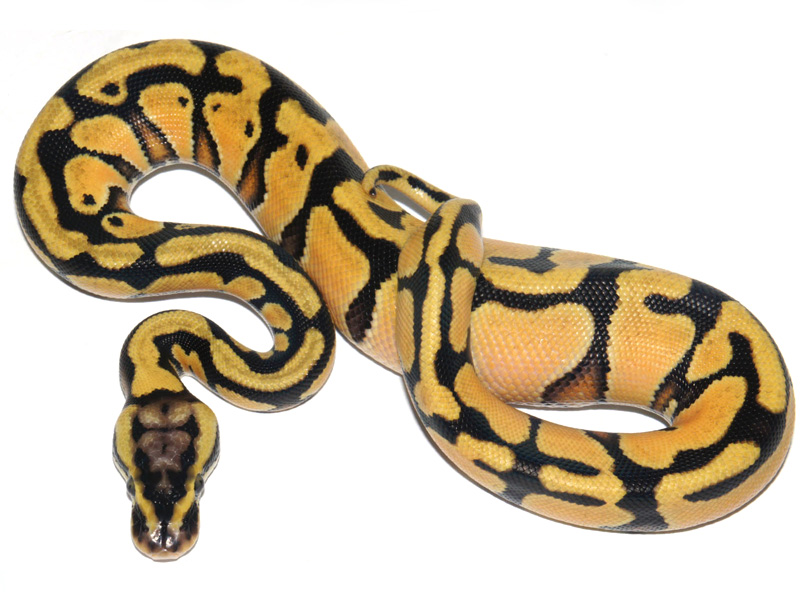 Enchi Orange Dream Pastel