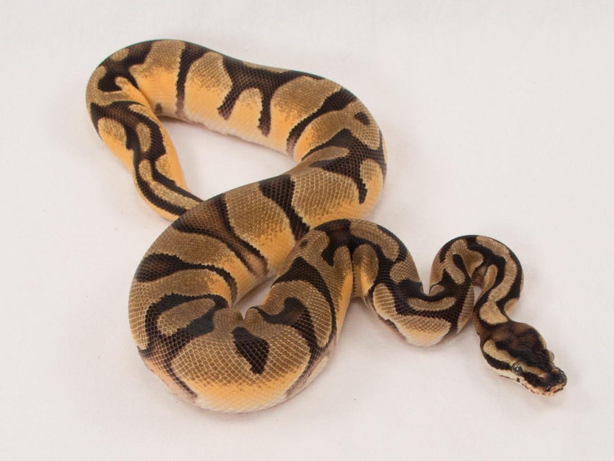 Enchi Orange Dream Pastel