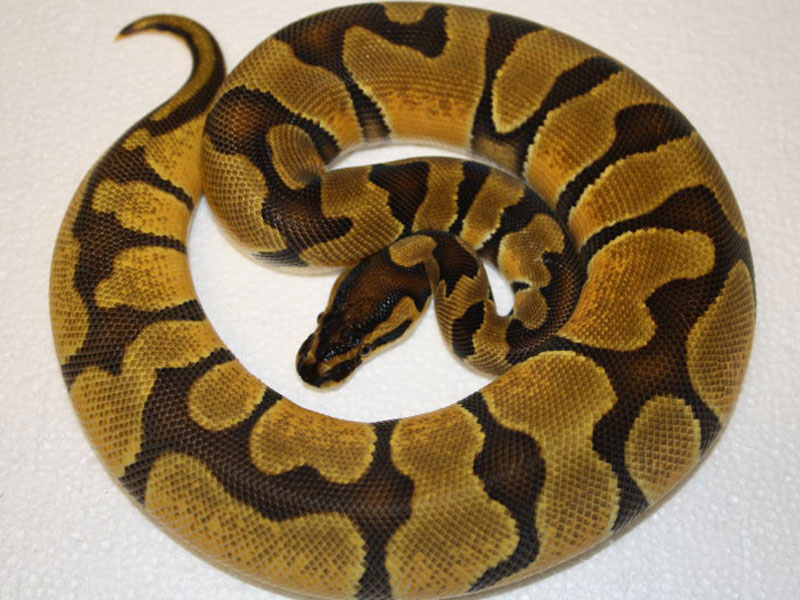 Enchi Orange Dream Morph List World Of Ball Pythons