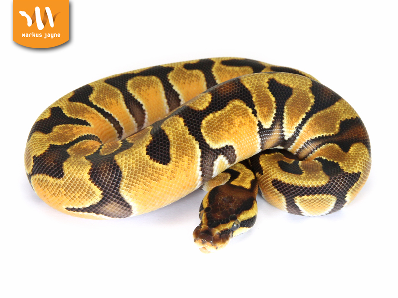 Enchi Orange Dream Morph List World Of Ball Pythons