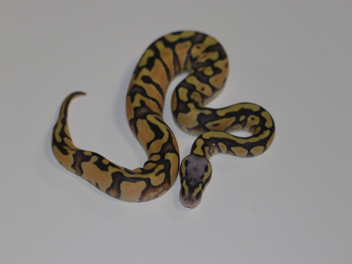 Enchi Orange Ghost Pastel Vanilla