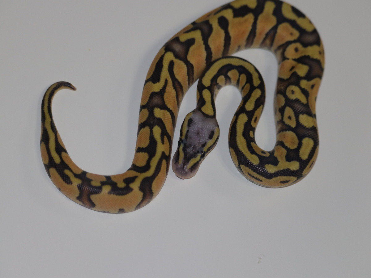 Enchi Orange Ghost Pastel Vanilla