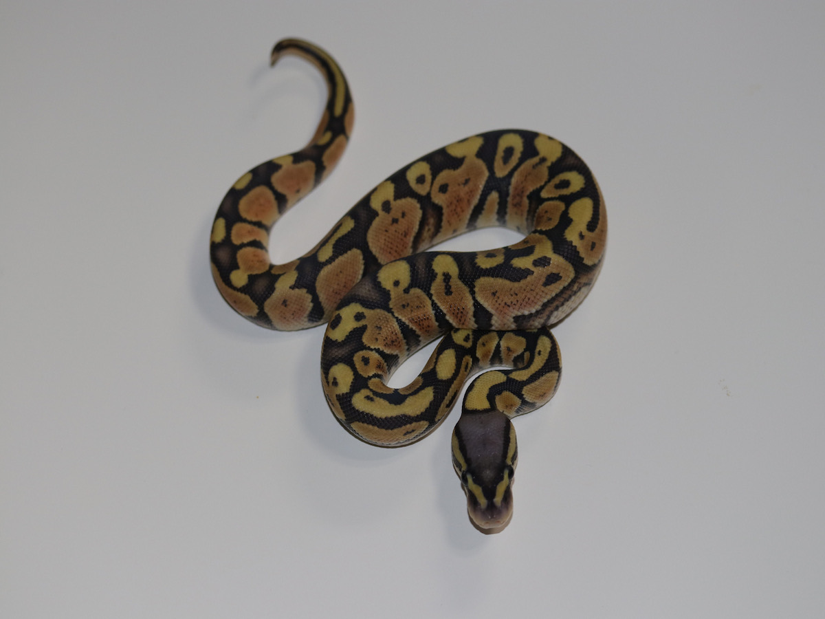 Enchi Orange Ghost Vanilla