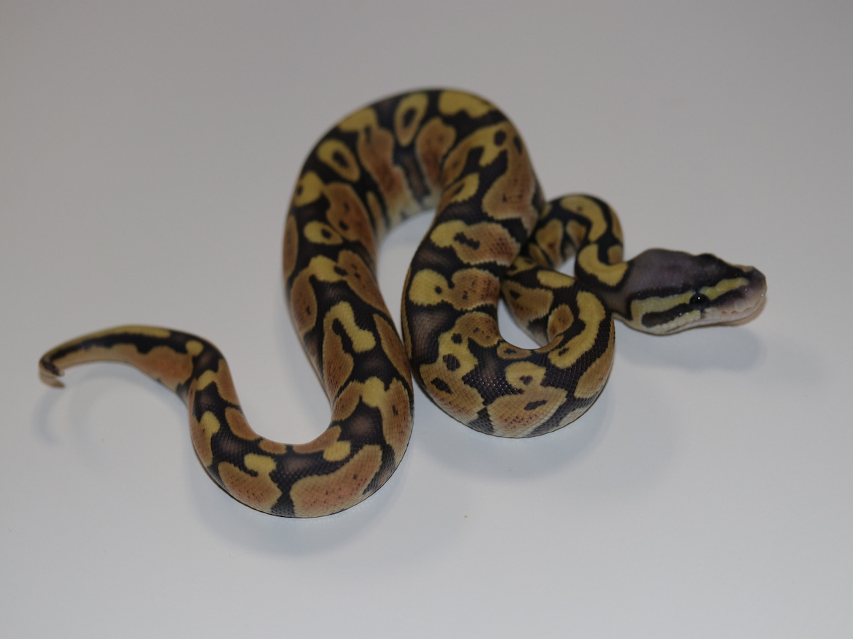 Enchi Orange Ghost Vanilla