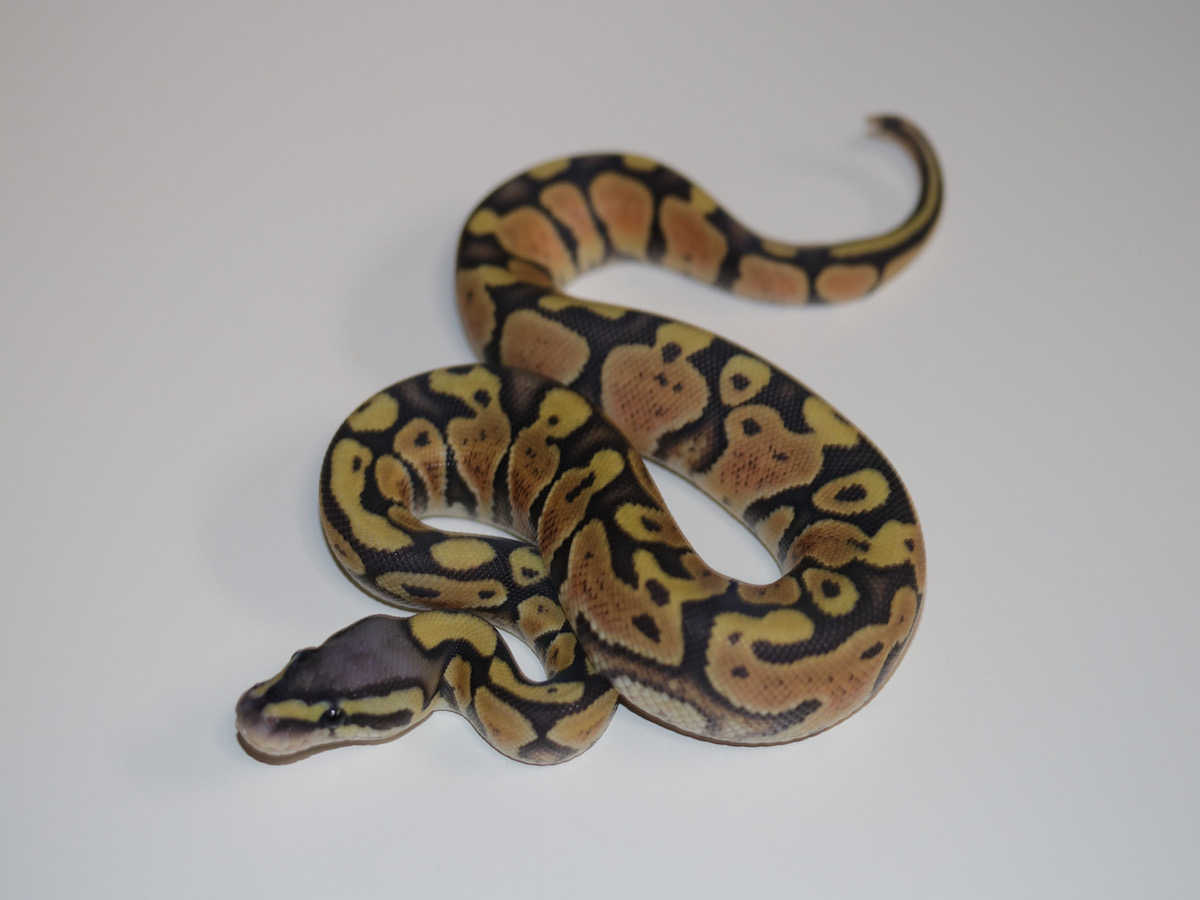 Enchi Orange Ghost Vanilla