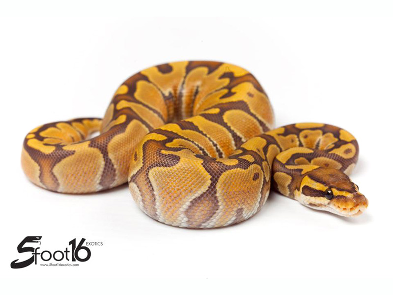 Enchi Orange Ghost