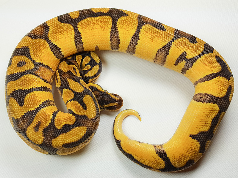 Enchi Orange Glow Pastel