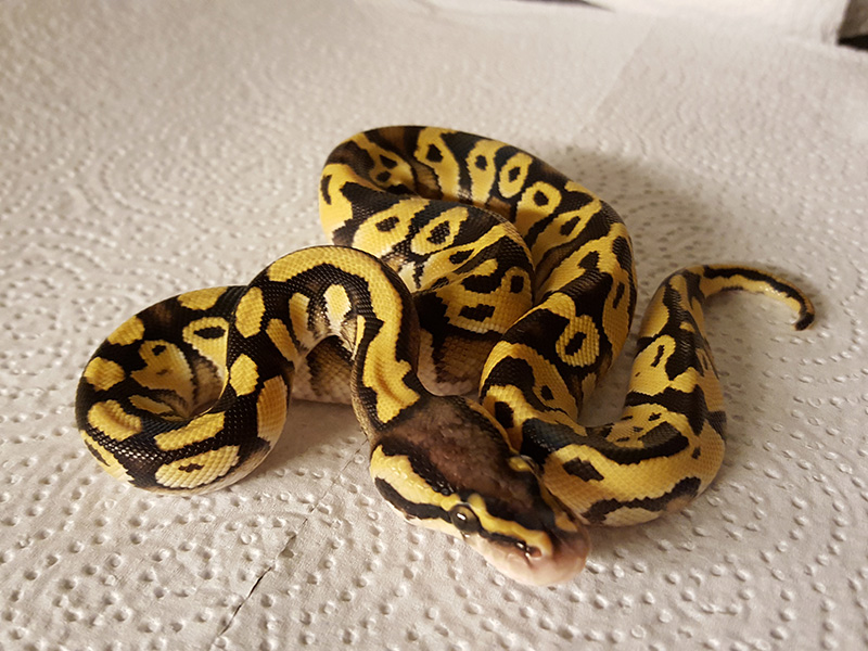 Enchi Pastel Phantom