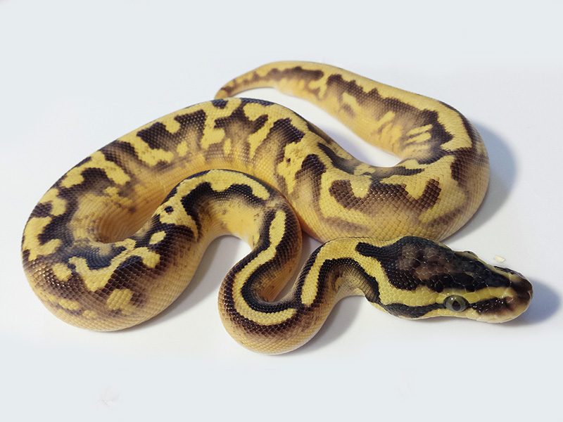 Enchi Pastel Pied Yellow Belly