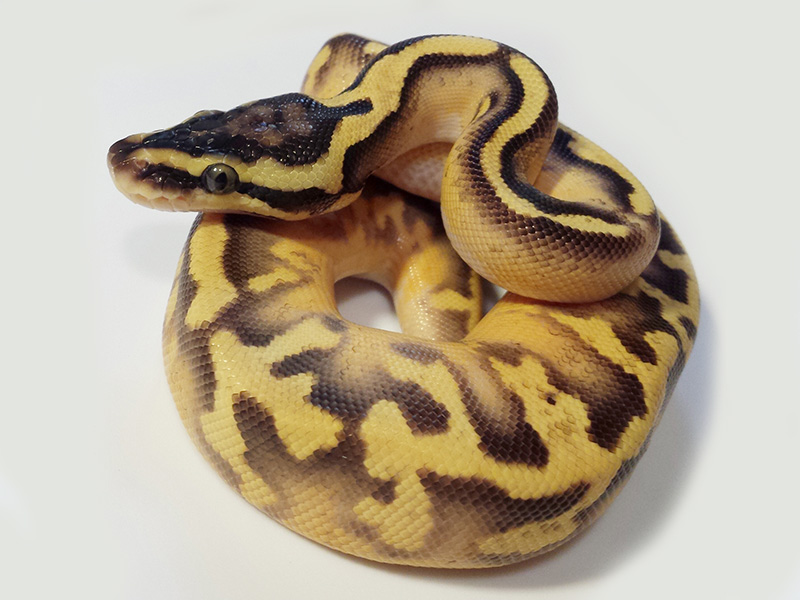 Enchi Pastel Pied Yellow Belly