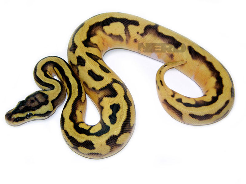 Enchi Pastel Pied