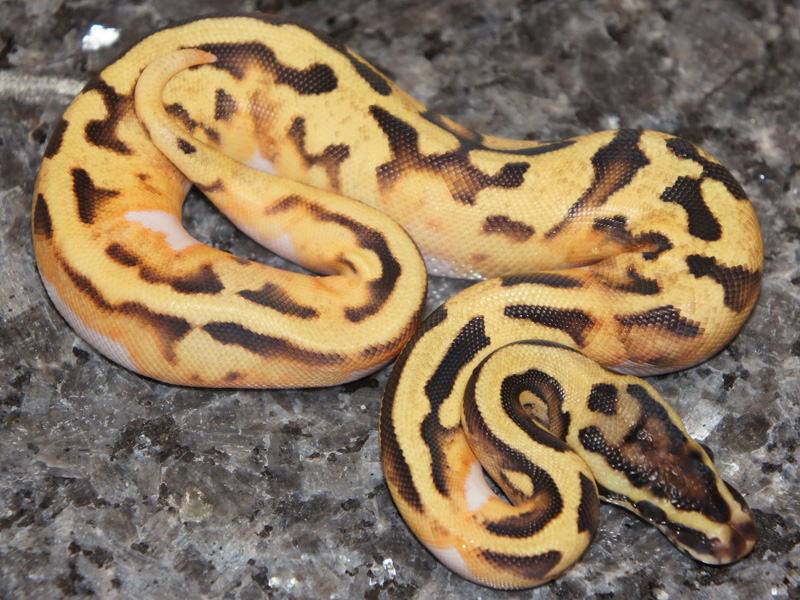 Enchi Pastel Pied