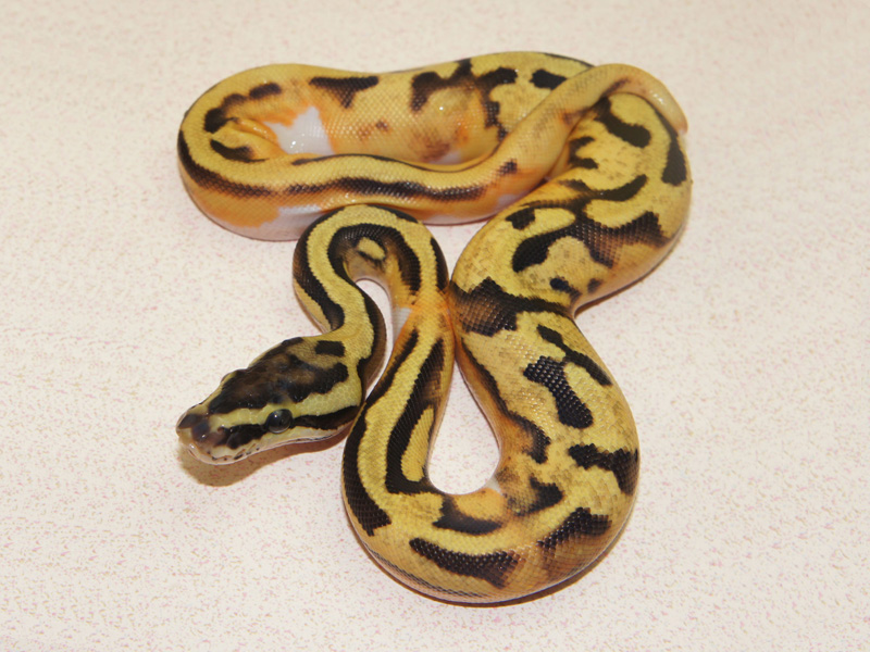 Enchi Pastel Pied