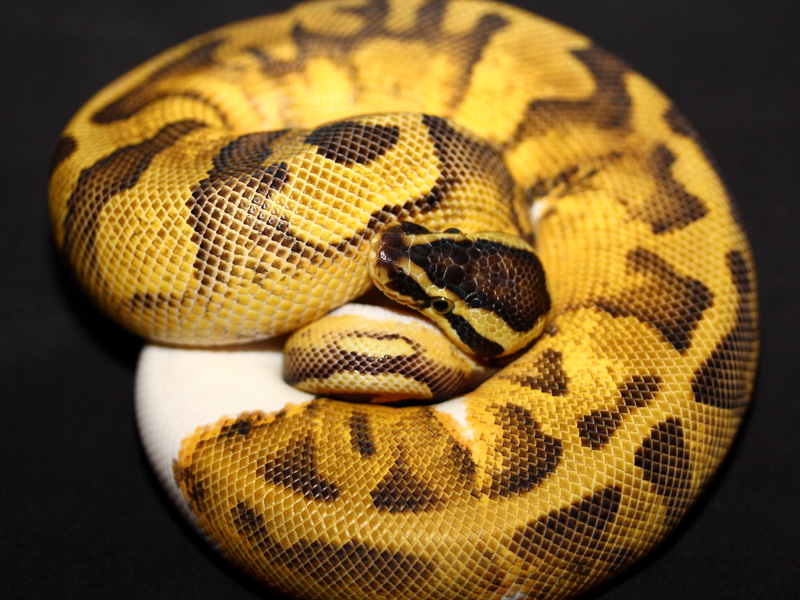 Enchi Pastel Pied