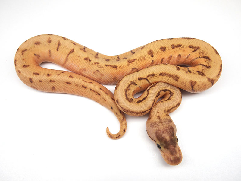 Enchi Pastel Pinstripe Granite Hidden Gene Woma Yellow Belly