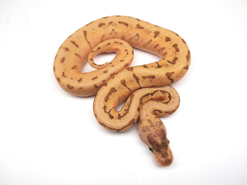 Enchi Pastel Pinstripe Granite Hidden Gene Woma Yellow Belly