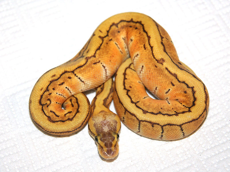 Enchi Pastel Pinstripe Special Morph List World of Ball Pythons