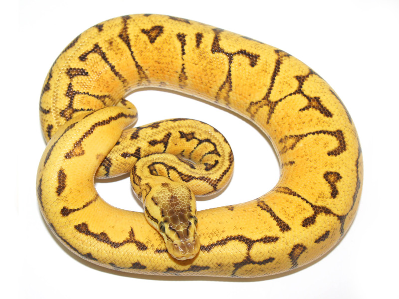 Enchi Pastel Pinstripe Yellow Belly