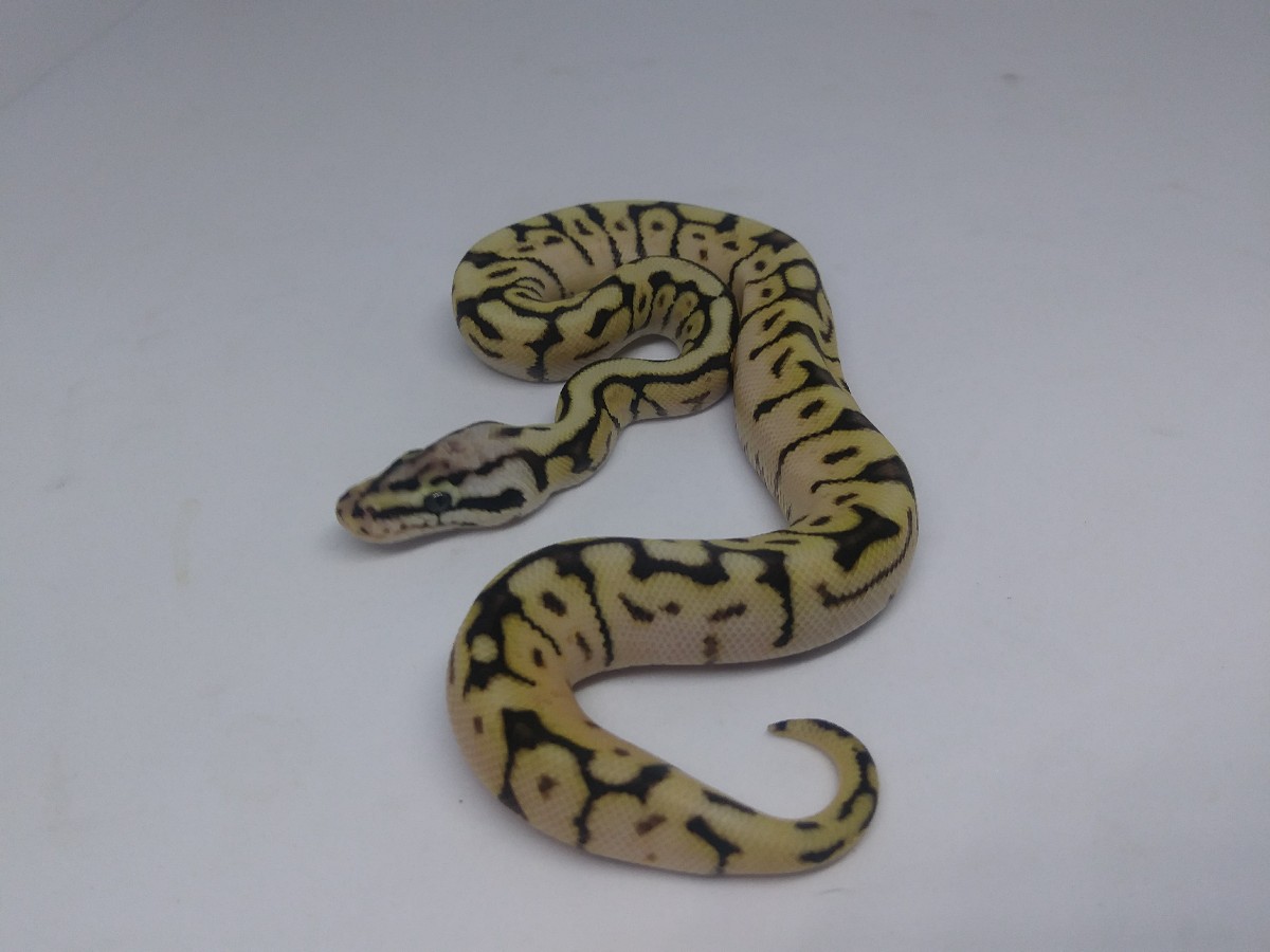 Enchi Pastel Russo Het Leucistic Spider