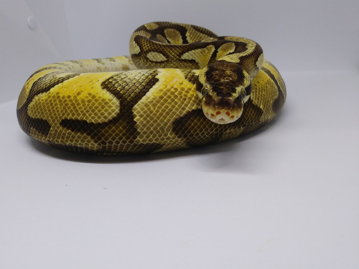 Enchi Pastel Russo Het Leucistic