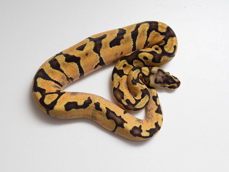 Enchi Pastel Shatter