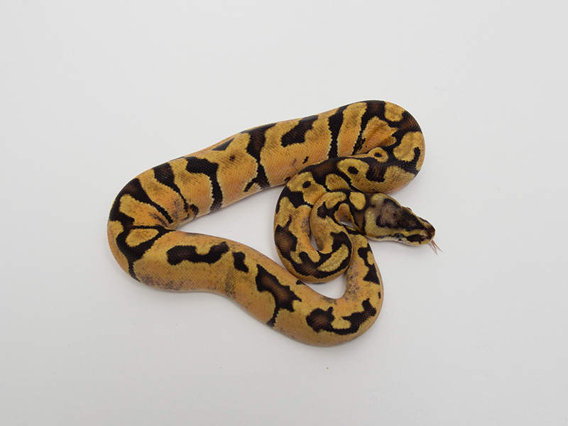 Enchi Pastel Shatter