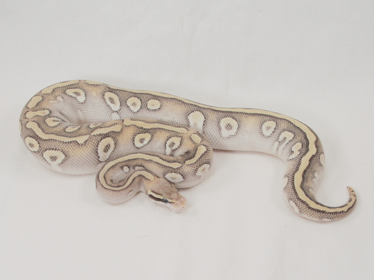 Enchi Pastel Super Mystic