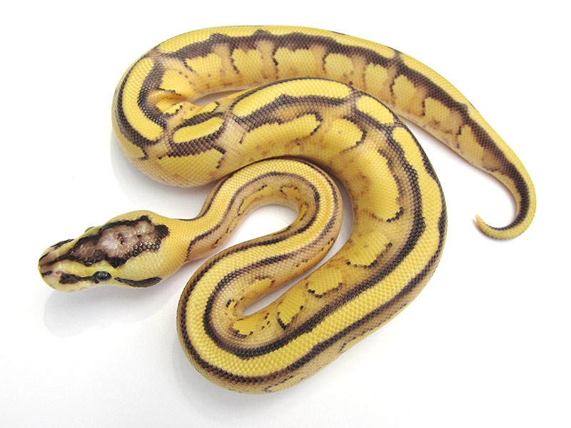 Enchi Pastel Super Stripe