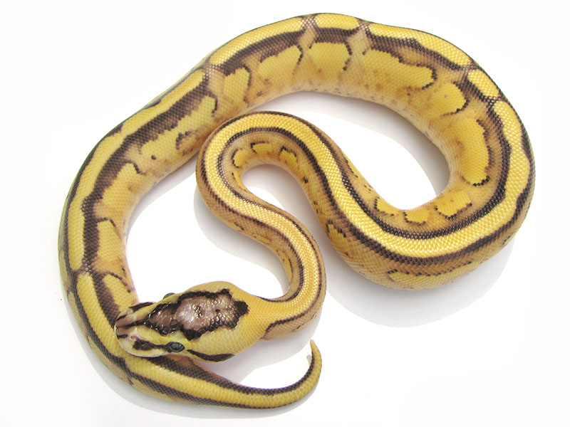 Enchi Pastel Super Stripe