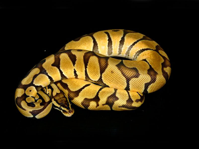 Enchi Pastel