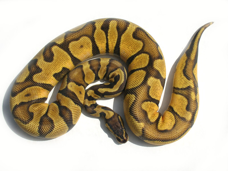 Enchi Pastel